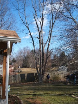 This is a sequence of several photos showing cutting a large branch at the bottom