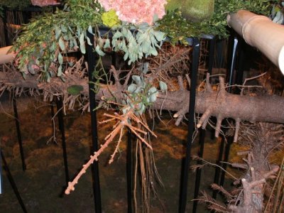 The flowers in the next photo were supported on these naked pine trunks!