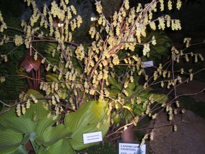 Spectacular winter hazel!