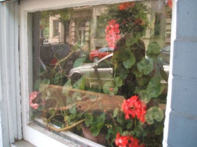 The reflection makes it difficult to see, but there were a dozen geraniums inside this porch trying to get out!