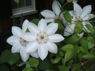 On the front of a house, a clematis.