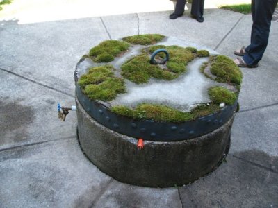 That's moss on top of a well cover!