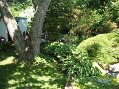 This is a cozy garden with plants well grown under trees!
