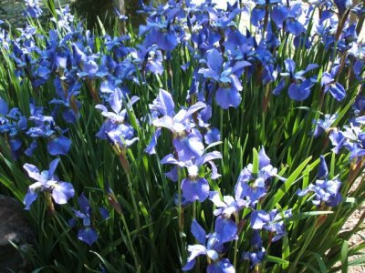 Very, very nice iris