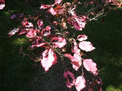 A beech tree that is pink and purple!