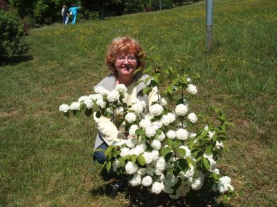 Kathy with the 'Snowball Bush' viburnum