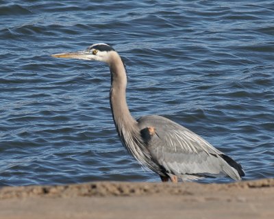 Grey Heron #1