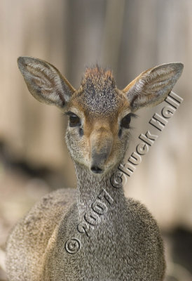 Dik-Dik