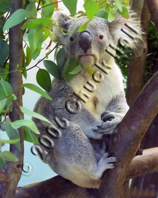 Koala
