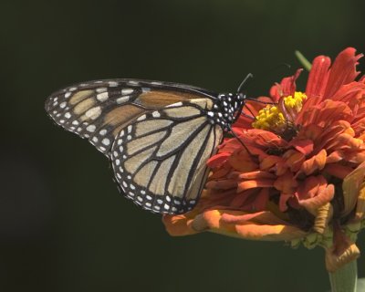 Monarch On Red