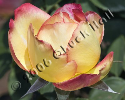 Precious Love Rose