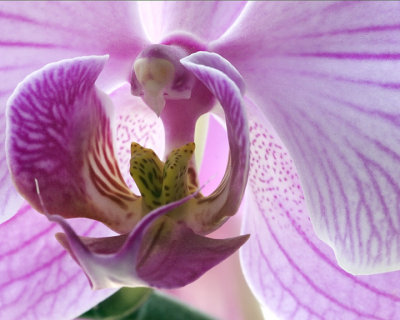 Phalaenopsis Orchid