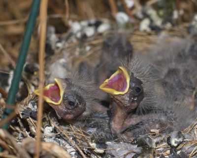 Two Little Red House Finches