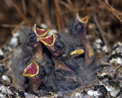 Five Little Red House Finches