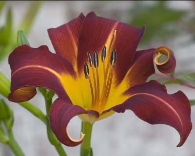 Day Lily