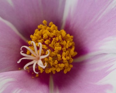 Meta Flower