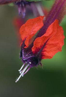 Crimson Flood Day Lily