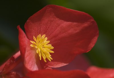 Olympia Red Begonia