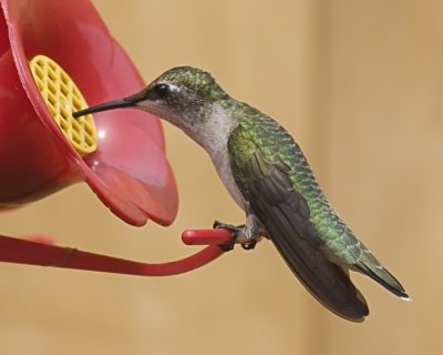 Emerald Hummingbird