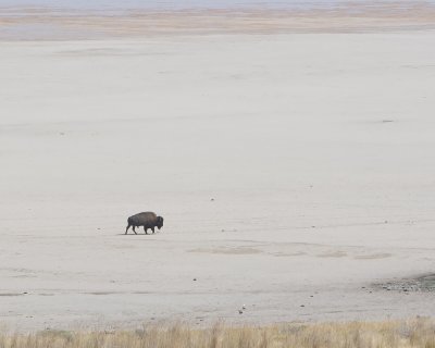 Lone Buffalo on Great Salt Lake Beach