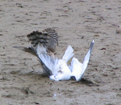 Coopers Hawk - Ring-billed Gull