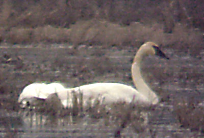 Trumpeter Swans - Tunica Co.