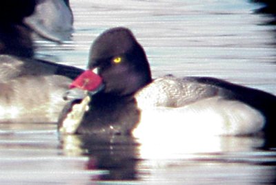 Lesser Scaup -male -bill tagged - red TVA Lake in Memphis