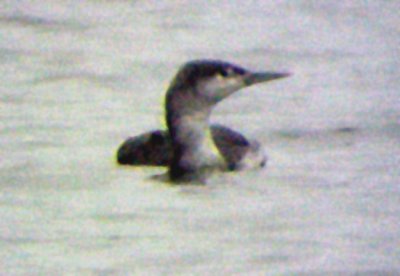 Red-throated Loon -