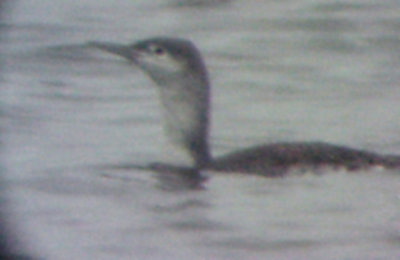 Red-throated Loon -