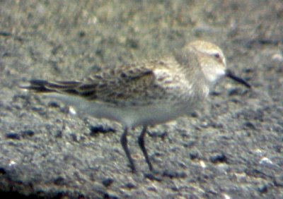 Bairds Sandpiper - 5-21-06 - profile