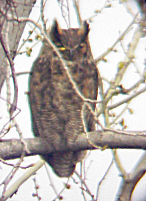 Great Horned owl at Nest Ensley -3-17-07