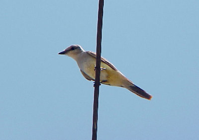 S-T Flycatcher - 8-1-04 female