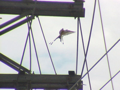 Scissor-tailed FC - male Pres. Is. 6-11-05