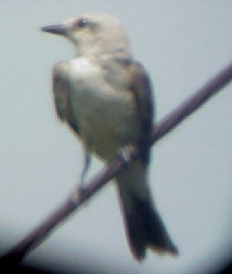 Western-Scissor-t - female 8-6-06