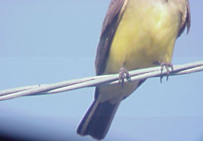 Western Kingbird - male tail
