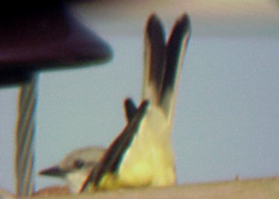 Scissor-t FC - hybrid on nest - undertail pattern - 2007