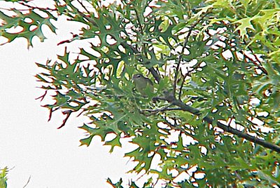 Bells Vireo - Ensley - 5-26-07 -2.jpg