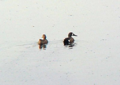 Blue-winged Teal - pair 5-26-07 nested Ensley.jpg