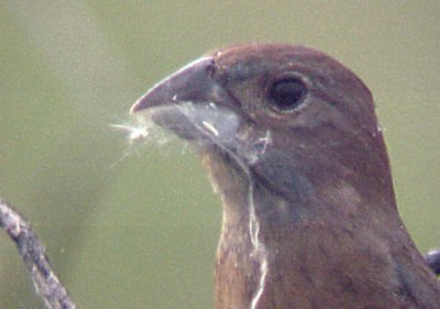 Blue Grosbeak - 5-26-07 female at nest