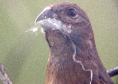 Blue Grosbeak - 5-26-07 female nest - Ensley