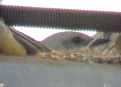 Scissor-tailed hybrid female Presidents IS 5-27-07 on nest.jpg