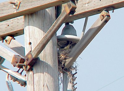 Scissor-tailed FC -Western -feeding young 6-23-07