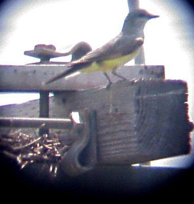 Western Kingbird - second nesting Ensley 6-23-07