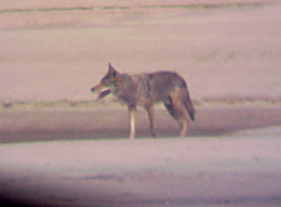 Coyote - Dacus Bar - 6-23-07