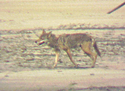 Coyote - Dacus Bar - Ms.Rv. 6-23-07