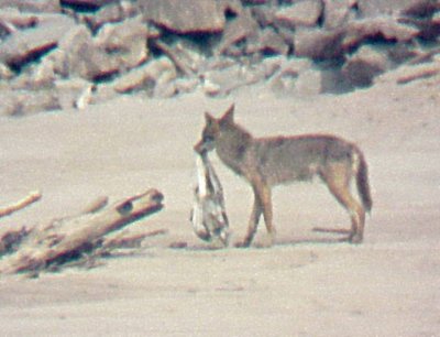 Coyote - Dacus Bar -with bag - 6-23-07.jpg