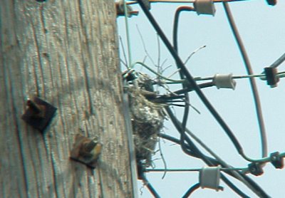 Western Kingbird on nest - Kansas St. 6-28-07