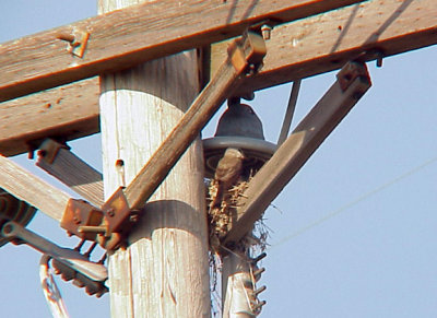 Scissor-t hybrid female at nest feeding young no. Memphis 6-30-07