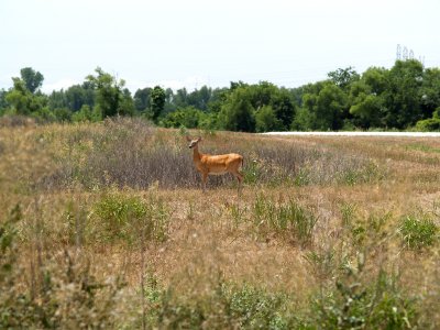 White-tail Deer -Ensley 7-6-07