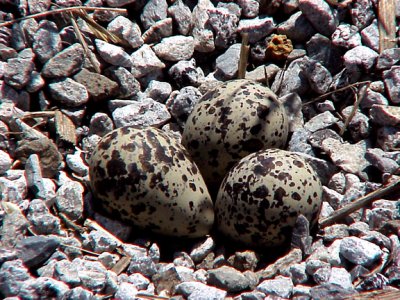 Killdeer Eggs - 7-7-07